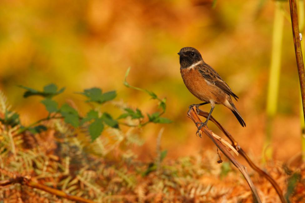 Tarabilla común macho (Saxicola torquatus)